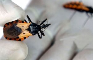 O Ministério da Saúde autorizou o Benznidazol e abriu as portas para o tratamento oportuno de Chagas na Colômbia