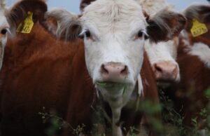 ConCiencia Agropecuária: ciência e gestão para produzir mais e melhor