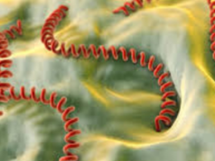 Leptospirose: Minsa avalia alerta sanitário nacional devido ao aumento de casos