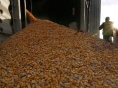 Sem tarifas protetoras sobre as importações, os produtores de milho panamenhos veem um declínio nas áreas de milho