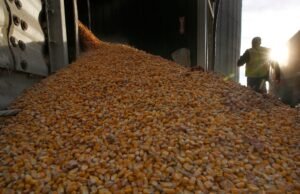 Sem tarifas protetoras sobre as importações, os produtores de milho panamenhos veem um declínio nas áreas de milho