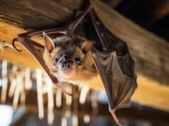 O que significa ver morcegos em sua casa à noite e por que isso pode ser perigoso