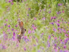Agricultores espanhóis dizem que perdem quase 2 milhões de euros por ano com javalis e coelhos: “Isto são animais”