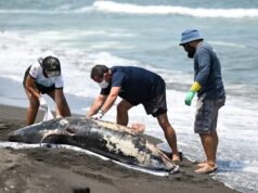 Semarnat reconhece os danos aos animais causados pelo derramamento de óleo no Golfo do México, nega que os golfinhos tenham sido mortos por hidrocarbonetos.