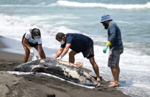 Semarnat reconhece os danos aos animais causados pelo derramamento de óleo no Golfo do México, nega que os golfinhos tenham sido mortos por hidrocarbonetos.