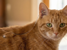 Acoustic Kitty: a história por trás do experimento fracassado da CIA que tentou usar gatos para espionar a União Soviética