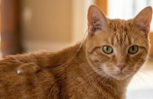 Acoustic Kitty: a história por trás do experimento fracassado da CIA que tentou usar gatos para espionar a União Soviética