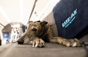Mulher freta jato particular para seu cachorro voar de Londres a Nova York “sem estresse”: spa para animais de estimação, champanhe e pijama de pato.
