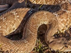 Segunda picada fatal de cobra em uma trilha no sul da Califórnia