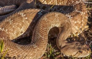 Segunda picada fatal de cobra em uma trilha no sul da Califórnia