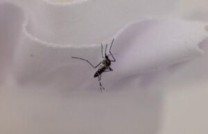 Um dispositivo anti-mosquito encontra um obstáculo: os proprietários de casas de Los Angeles estão ganhando dinheiro