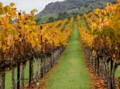 Por que a indústria vinícola da Califórnia está condenada