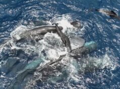 Cachalotes fêmeas trabalham juntas durante o nascimento para proteger seus filhotes