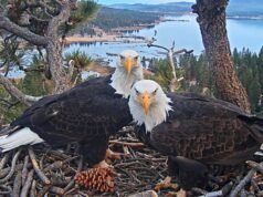 ‘Slow TV’, como a câmera ao vivo de Jackie e Shadow, pode ser uma cura para tempos difíceis
