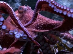 Ghost, o amado polvo do Pacífico de SoCal em Long Beach, morreu