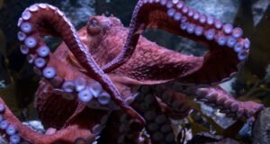 Ghost, o amado polvo do Pacífico de SoCal em Long Beach, morreu