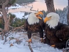 Como Jackie conheceu Shadow: a história por trás da famosa águia de Big Bear