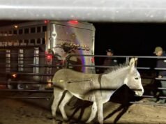 Burros são atingidos por flechas no Império Interior. Há recompensa de 50 mil reais para encontrar o criminoso