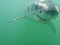 Surfista de Newport Beach com círculo de tubarões de 2,5 metros; ‘verão verdadeiro tubarão’ está por vir