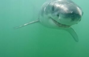 Surfista de Newport Beach com círculo de tubarões de 2,5 metros; ‘verão verdadeiro tubarão’ está por vir