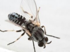 O Vale de San Gabriel está vendo um aumento incomum de moscas pretas que picam os olhos