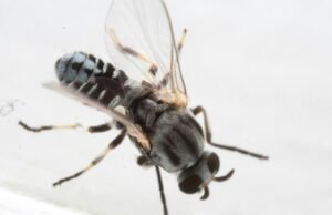 O Vale de San Gabriel está vendo um aumento incomum de moscas pretas que picam os olhos