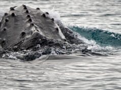 Sons de baleias de muito tempo atrás podem levar os cientistas a um avanço