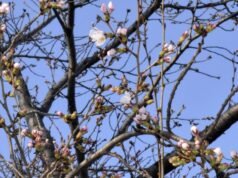 A temporada de flores no Japão começa com primeiras flores confirmadas em 3 cidades