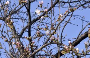 A temporada de flores no Japão começa com primeiras flores confirmadas em 3 cidades