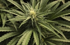 A empresa de cannabis de Los Angeles deve US$ 400 milhões. A cidade pode receber apenas US$ 30 milhões