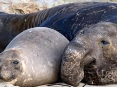 A gripe aviária H5N1 está se espalhando para lontras e leões marinhos na costa de San Mateo, dizem especialistas em vida selvagem.