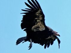 Este casal de condores pode estar procurando ovos no norte da Califórnia pela primeira vez em um século