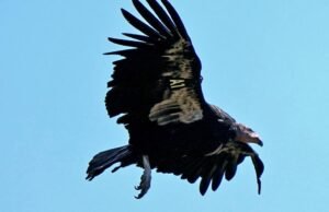 Este casal de condores pode estar procurando ovos no norte da Califórnia pela primeira vez em um século