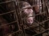 Big Pork ataca lei de enjaulamento na Califórnia