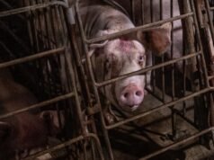 Big Pork ataca lei de enjaulamento na Califórnia