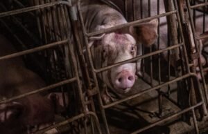 Big Pork ataca lei de enjaulamento na Califórnia