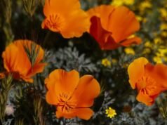 Não quer perder as flores do Vale do Antílope? Agora há um palpite