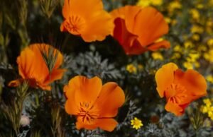 Não quer perder as flores do Vale do Antílope? Agora há um palpite