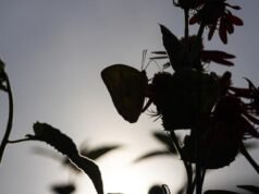 Foto: Lova Pavilion vigiava os visitantes de olhos arregalados