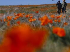 Onde encontrar flores silvestres perto e ao redor de Los Angeles