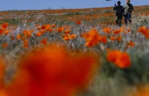 Onde encontrar flores silvestres perto e ao redor de Los Angeles
