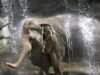 A ex-elefante do Zoológico de Los Angeles, Tina, está doente; Samuel L. Jackson e os ativistas pedindo refúgio