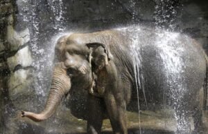 A ex-elefante do Zoológico de Los Angeles, Tina, está doente; Samuel L. Jackson e os ativistas pedindo refúgio