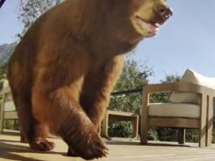 Reação após as autoridades de SoCal matarem mamãe ursa: ‘A loira não merecia morrer!’