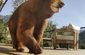 Reação após as autoridades de SoCal matarem mamãe ursa: ‘A loira não merecia morrer!’