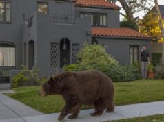 Um urso empurra uma cadela passeando em Monróvia; caso descrito como ‘incomum’
