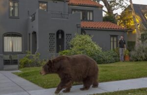 Um urso empurra uma cadela passeando em Monróvia; caso descrito como ‘incomum’
