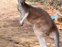 Cercar escamas de canguru, escapar dos animais por 3 dias fugindo