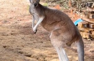 Cercar escamas de canguru, escapar dos animais por 3 dias fugindo