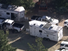 Centenas de cães e gatos foram salvos na maior operação de repressão animal do condado de Los Angeles